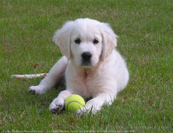 Chiots golden retriever