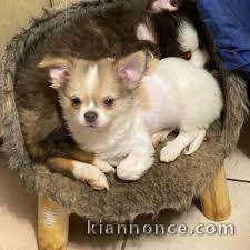 Chiots chihuahua trois mois