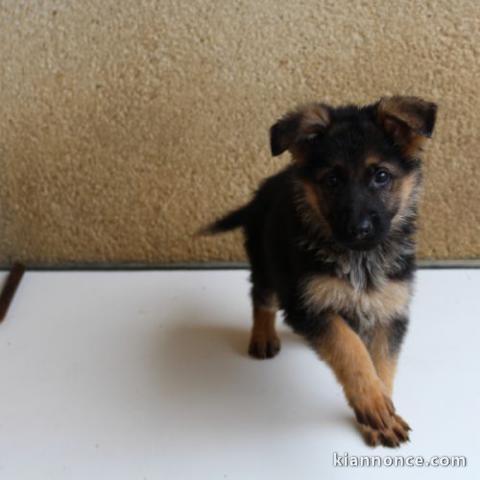 Chiots berger allemand 