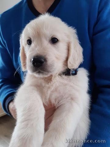 Chiots golden retriever