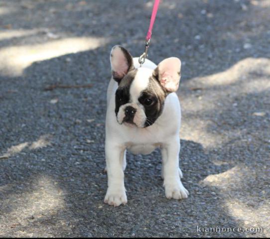 Chiots bouledogue français