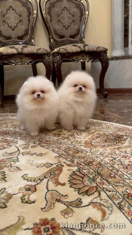 chiots spitz allemand disponible de suite 