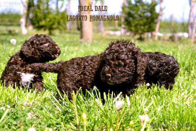 Lagotto Romagnolo chiots