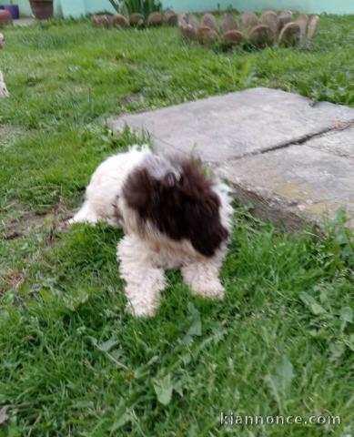 Lagotto Romagnolo chiots