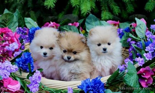 Adorable chiot Spitz nain Poméranie sont disponibles 