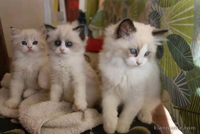 Magnifique chatons Ragdoll disponibles pour adoption 