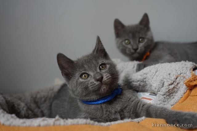 Chaton chartreux a donner 