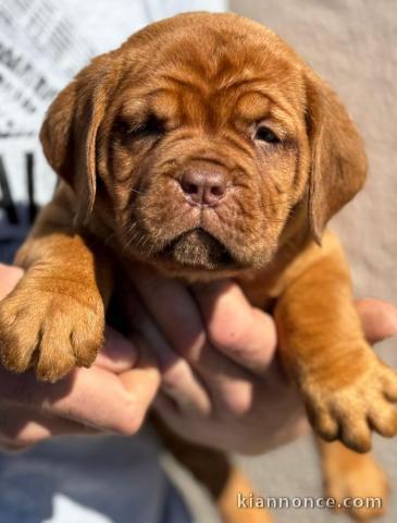 Dogue de Bordeaux chiots