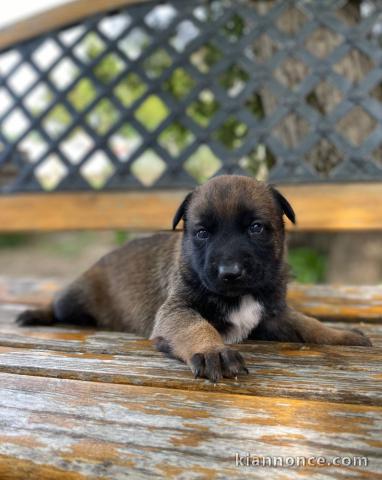 Berger Belge chiots à vendre