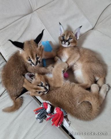 chatons serval et caracal disponibles 