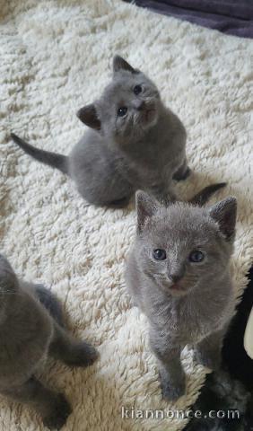 Adorable chaton chartreux a donner 