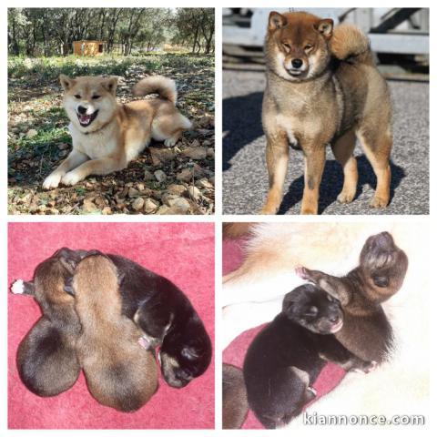 Chiot Shiba inu à donner 