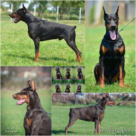 Doberman chiots à vendre