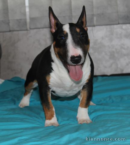 Bull Terrier miniature chiots