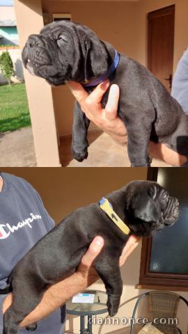 Cane Corso chiots à vendre