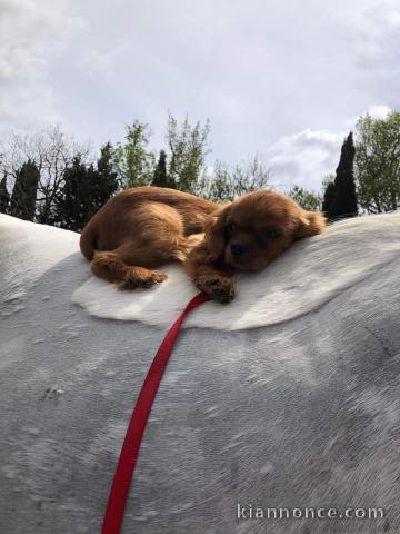 Chiot cavalier king charles sont disponibles 