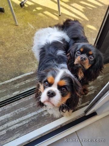 Chiot cavalier king Charles à adopter 