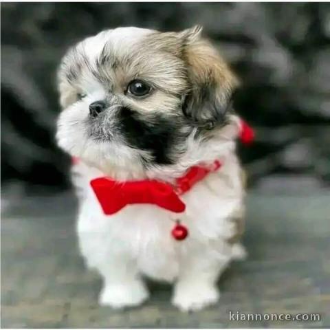 Chiot Shih Tzu à donner 