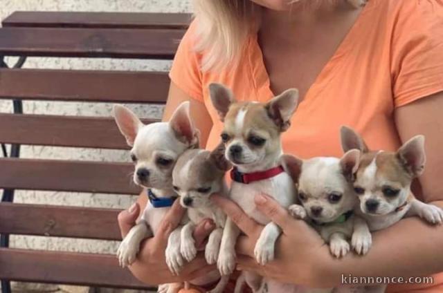 A donner chiot chihuahua disponibles 