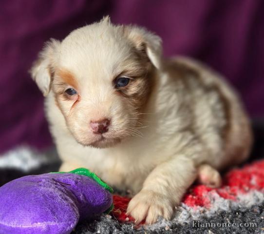 Adorable chiot berger australien lof a donner 