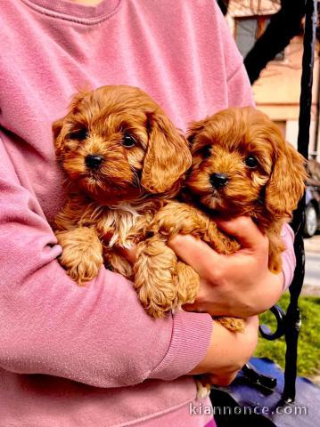 Cavapoo chiots à vendre