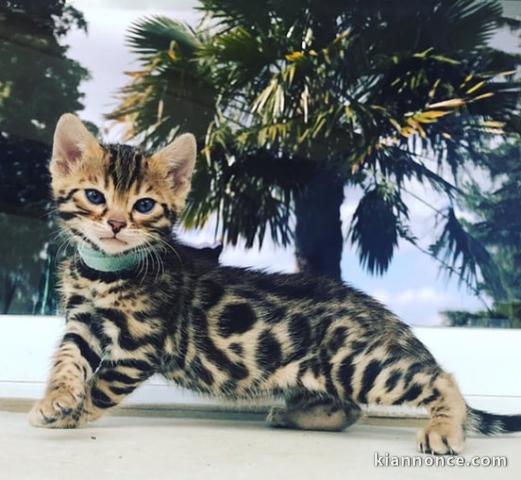 Magnifique chaton bengal