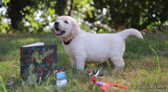 chiot Golden Retriever âgé de 3 mois