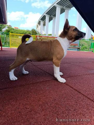 Basenji chiots à vendre