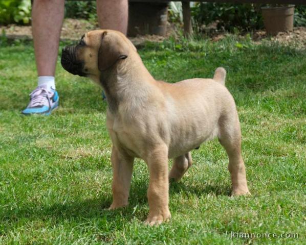 Boerboel (Mâtin sud-africain) chiots