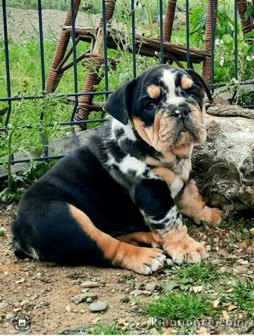 Bulldog anglais chiots à vendre