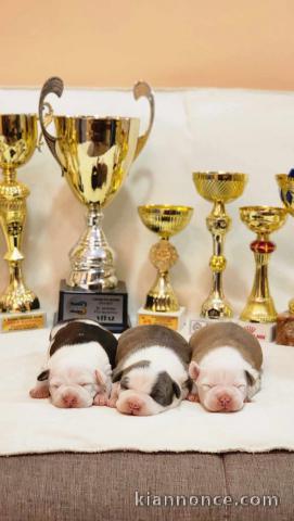 American Staffordshire Terrier chiots