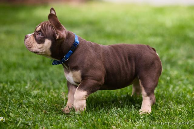 American Bully chiots