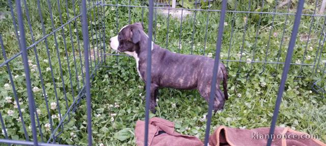 American Staffordshire Terrier chiots