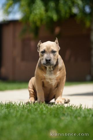 Bully américain XL chiots