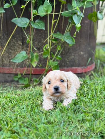 Maltipoo chiots à vendre