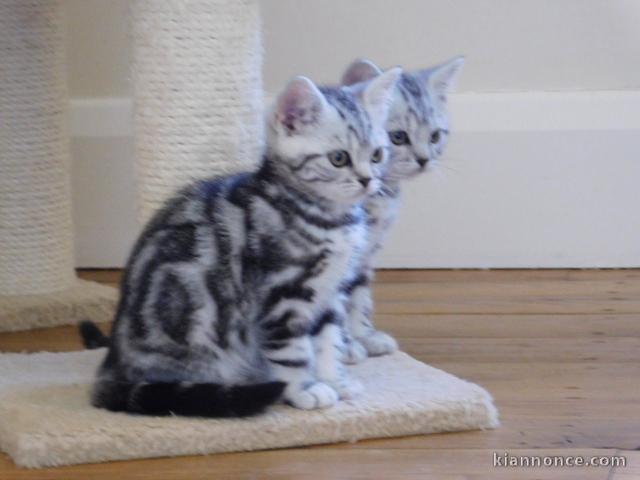 Adorable chaton British shorthair 