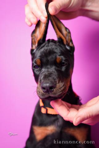 Doberman chiots à vendre