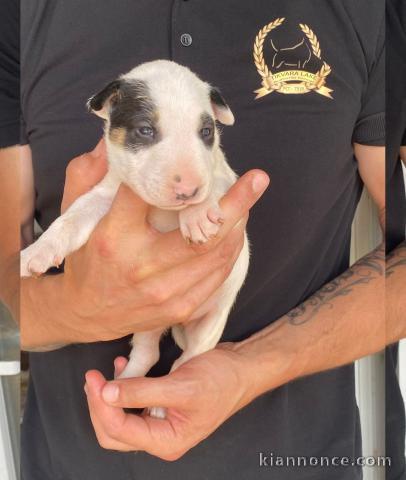 Bull-terrier standard chiots