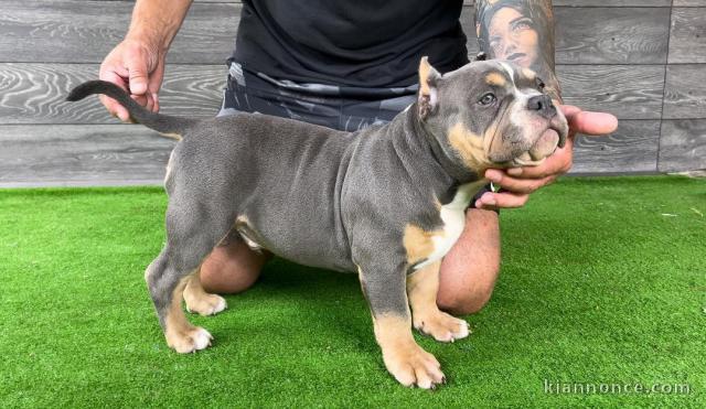 American Bully Pocket chiots