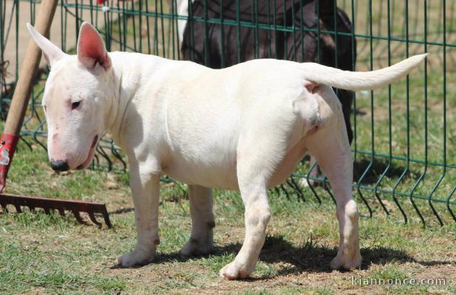 Bull Terrier miniature chiots