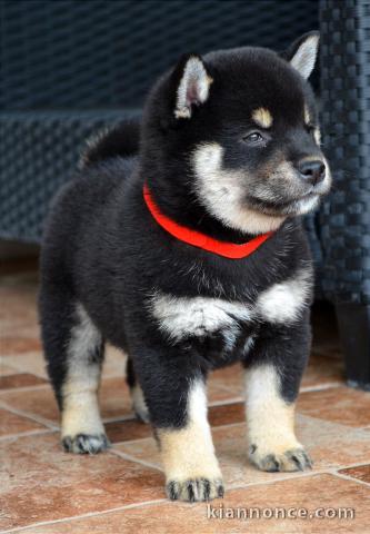 Shiba Inu chiots à vendre