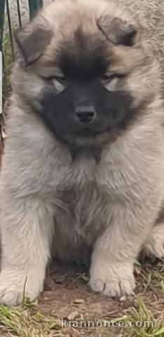 A réservé chiot eurasier 