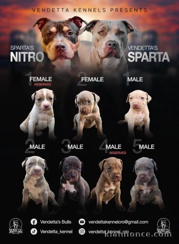 Pit Bull Terrier américain chiots