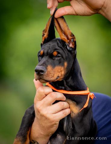 Doberman chiots à vendre