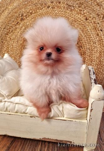 chiots Pomeranie disponible de suite 