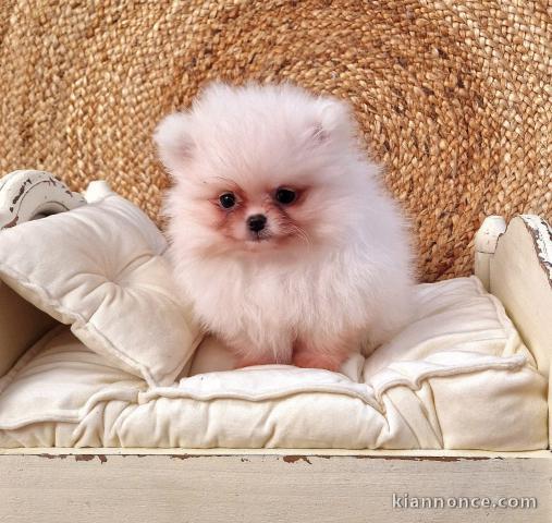 chiots Pomeranie disponible de suite 