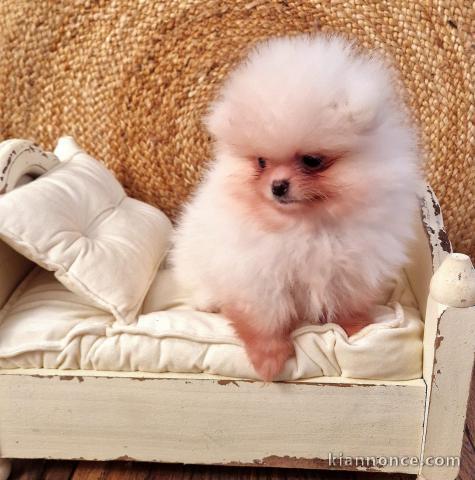 chiots Pomeranie disponible de suite 