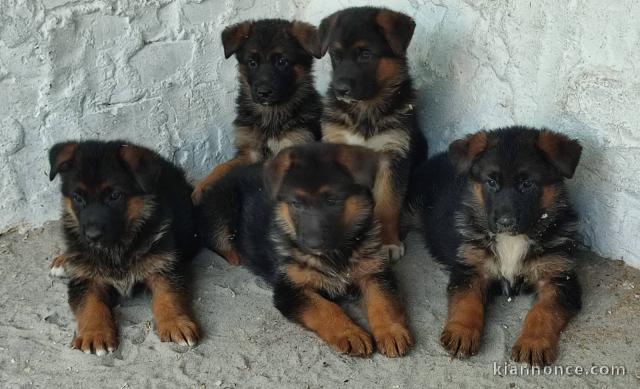 Berger allemand chiots