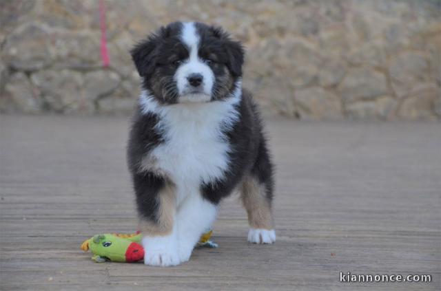 Magnifiques chiots berger australien 