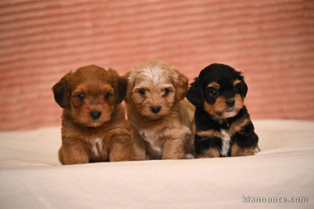 Bichon Bichon Havanais chiots